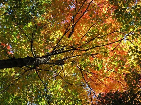 fall-1021535__480
