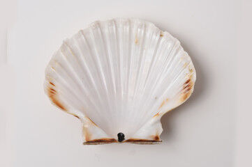 240_F_260957559_5z4PgNdgR7j8HJW0QQDYekJSnDVesIMn