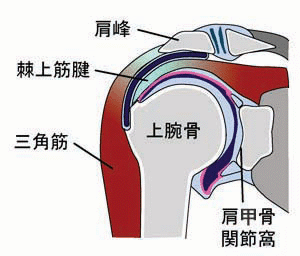 五十肩　肩関節