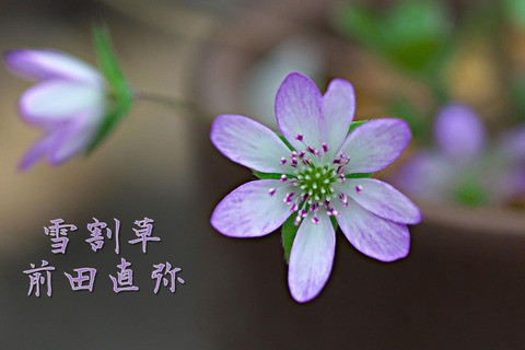 cbXX8yS_occ_3331552739893_1552740280