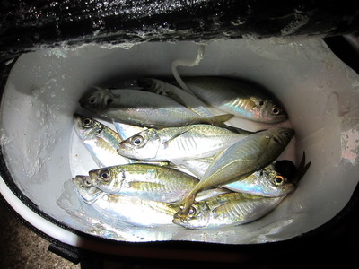 ko-aji