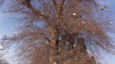 紙片が高い木の上にまで達し、空爆の激しさを物語る