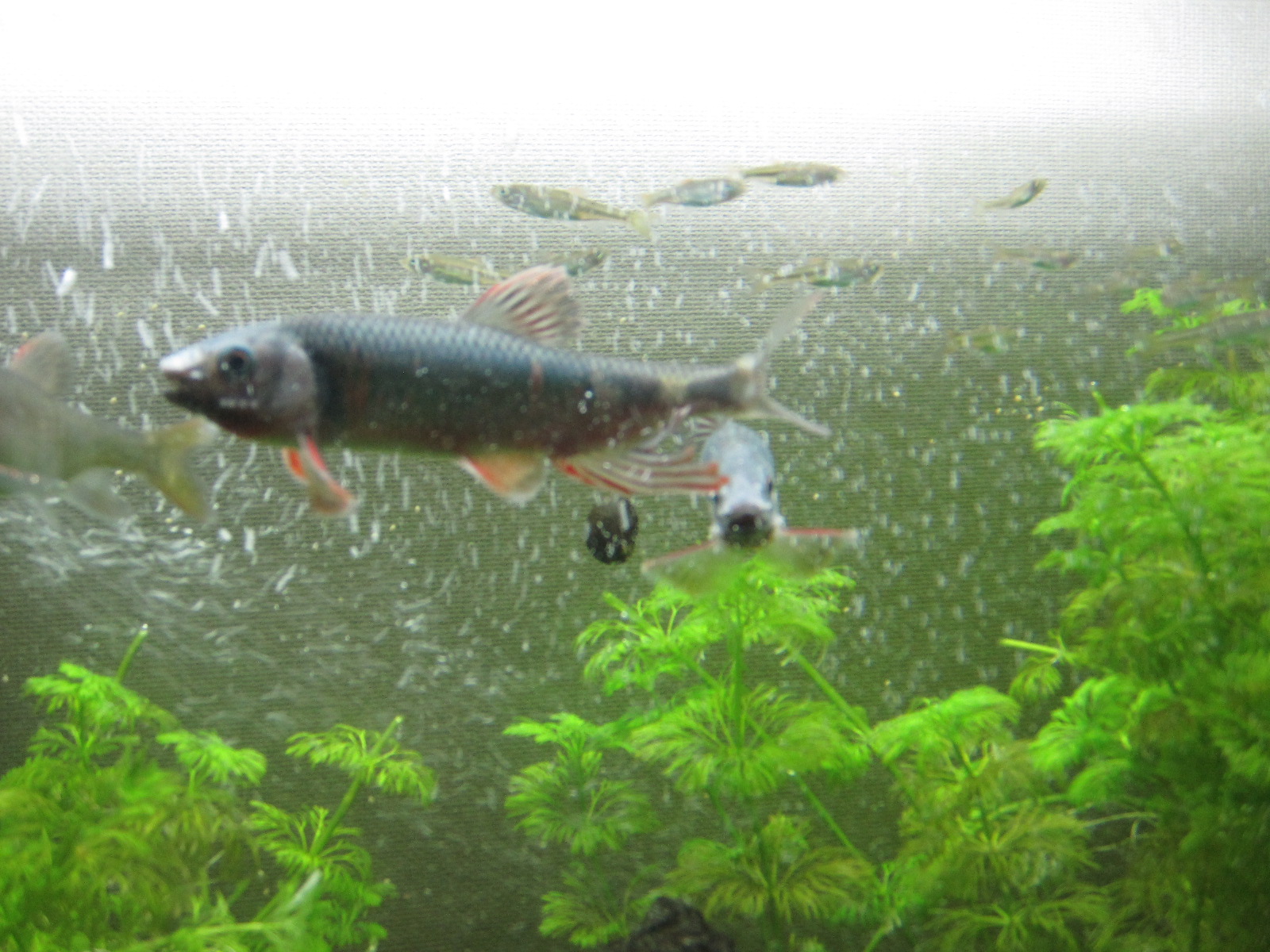 オイカワ稚魚飼育その後 Aquarium Culture