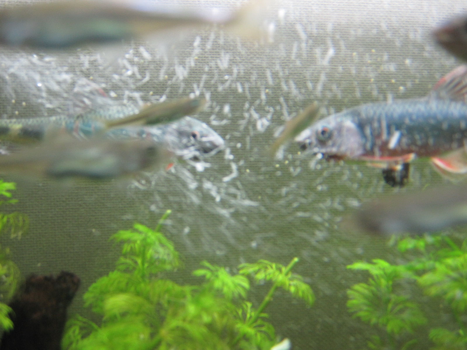 オイカワ稚魚飼育その後 Aquarium Culture