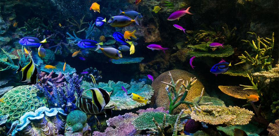 バルーン プリステラ Shachiko Aquarium