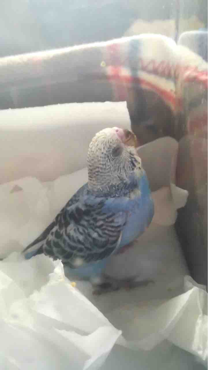 セキセイインコブルーがやってきた Ako S Voice セキセイインコブルーがやってきた Ako S Voice