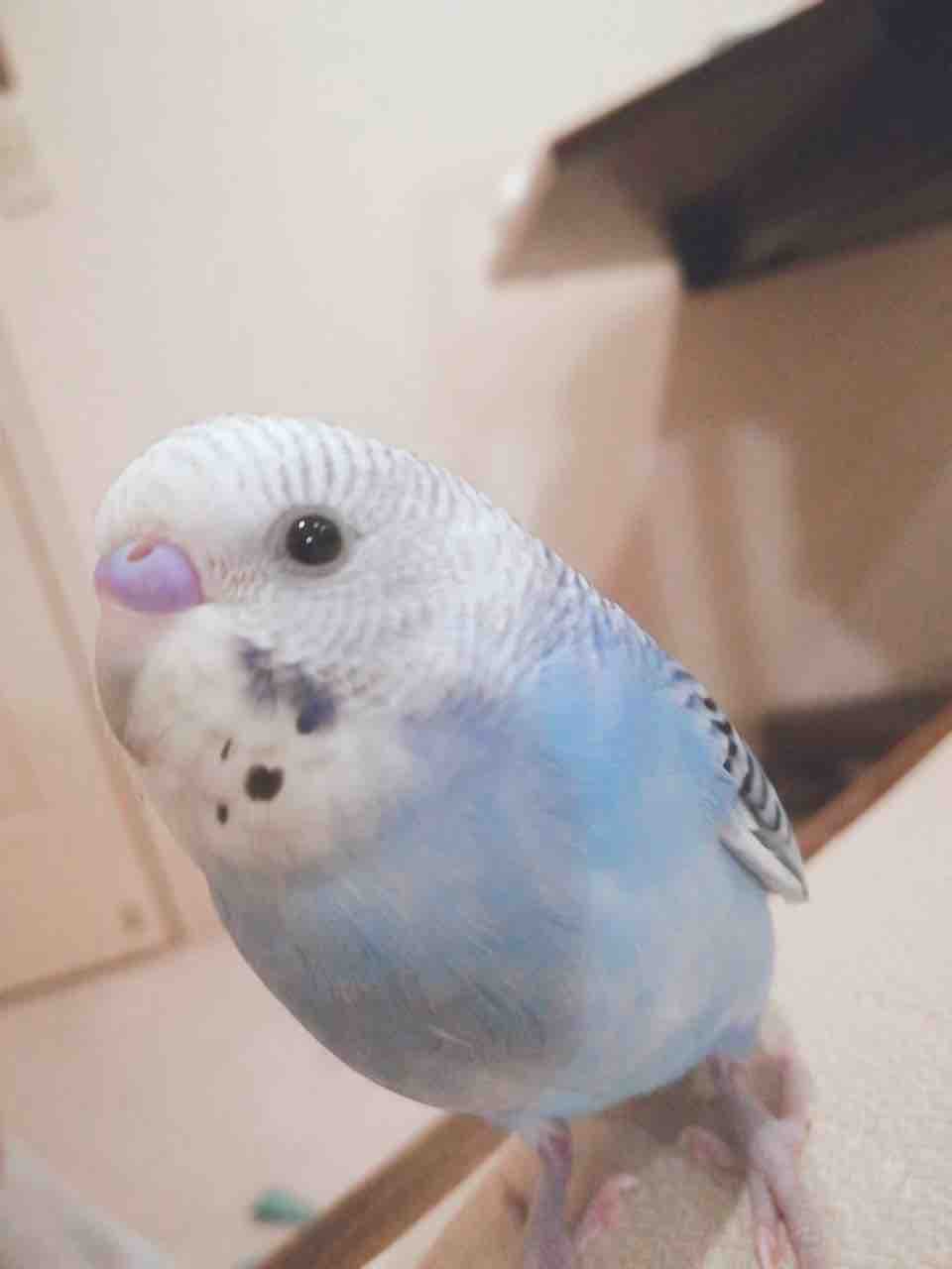 セキセイインコブルーが可愛すぎて困ります Ako S Voice