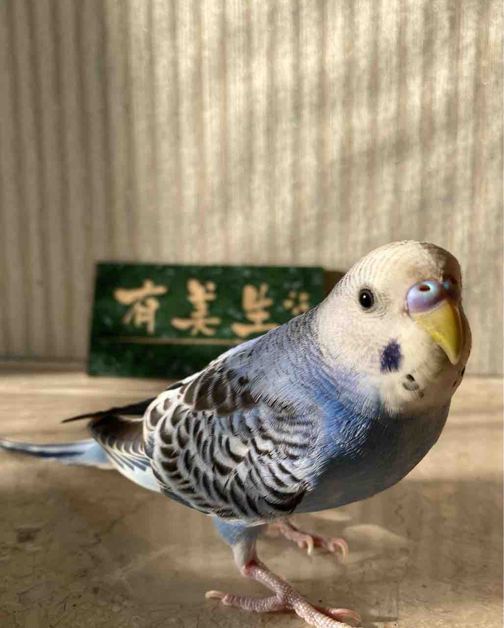 セキセイインコ アミィが怖いこと言うんです Ako S Voice セキセイインコ アミィが怖いこと言うんです Ako S Voice