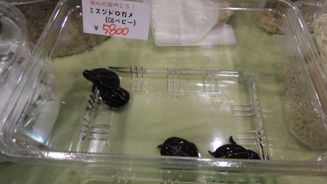 DSCN2142