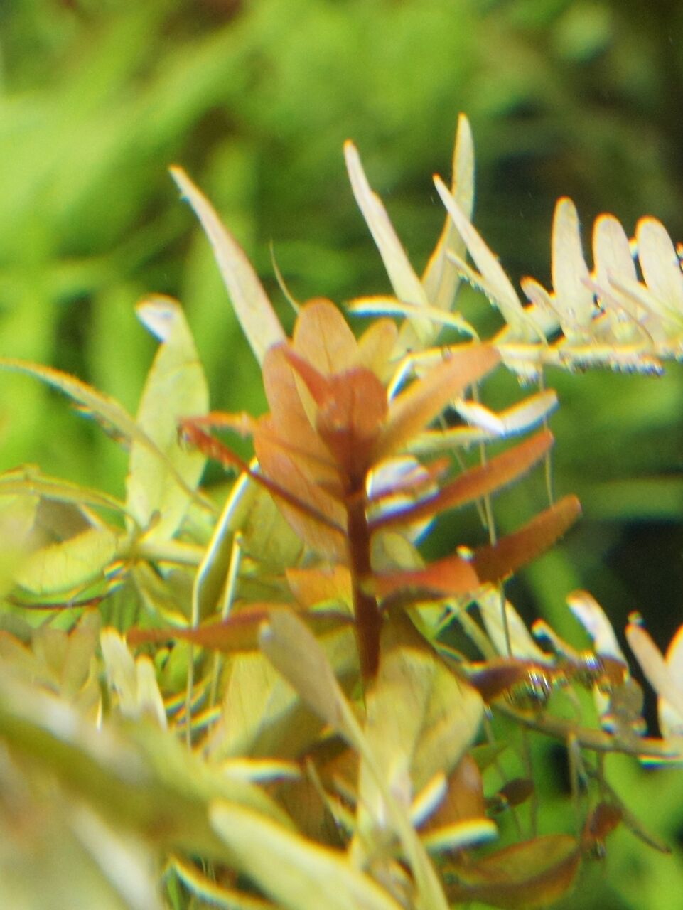 謎ロタラシリーズ水中葉 Aqua Flower 謎ロタラシリーズ水中葉 Aqua Flower