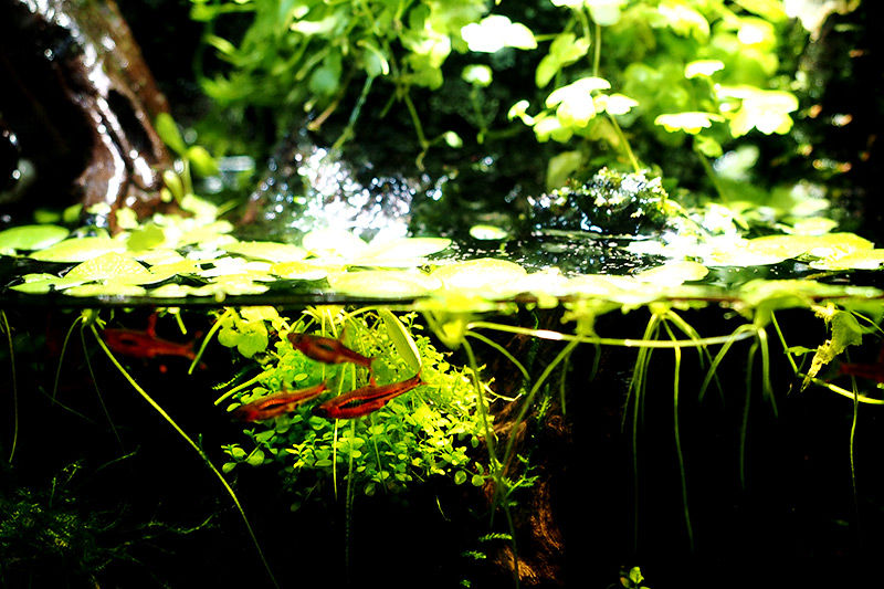 ボララス ブリジッタエ い い魚です 小型水槽で小型魚