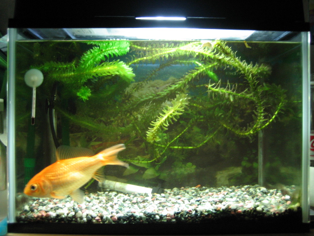 金魚水槽掃除 にわかアクアリストへの道