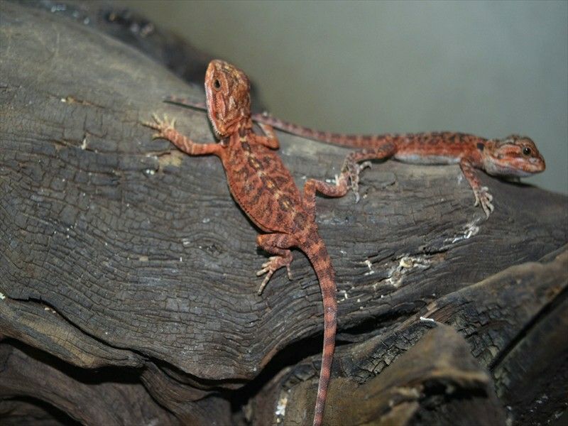 フトアゴヒゲトカゲ ブラッドレッド : Rio日記 - 08D231cD フトアゴヒゲトカゲ ブラッドレッド : Rio日記 - 08D231cD