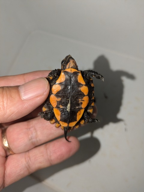 PXL_20240926_093335463