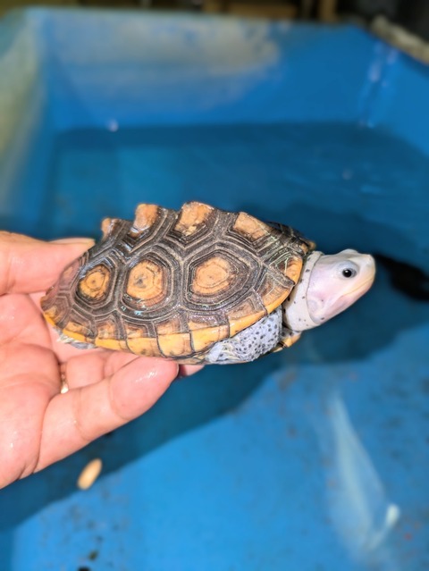 PXL_20240826_073707242~2