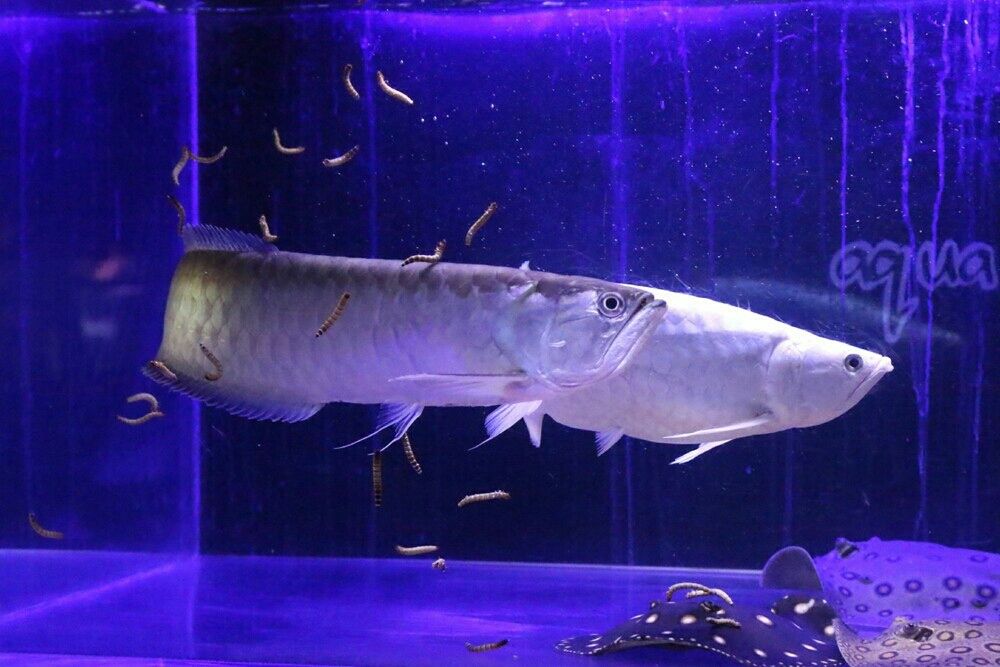 大型魚混泳水槽 Rio日記 大型魚混泳水槽 Rio日記