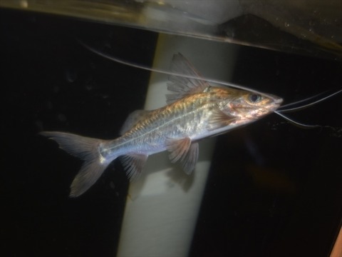 line_111999896102483