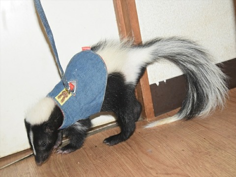 line_234480996976287