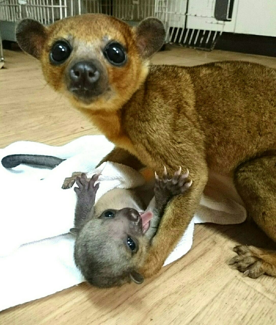 キンカジュー Rio日記