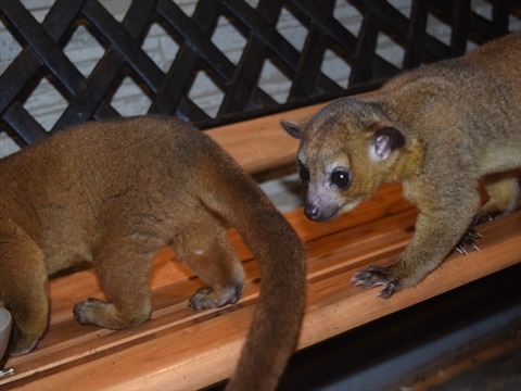 line_121242285256901