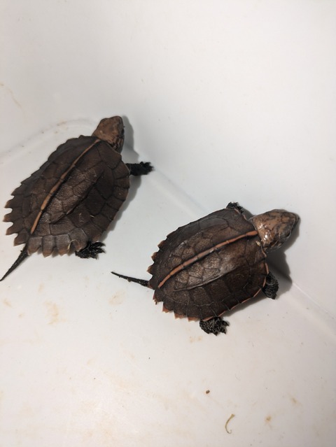 PXL_20240926_093423383