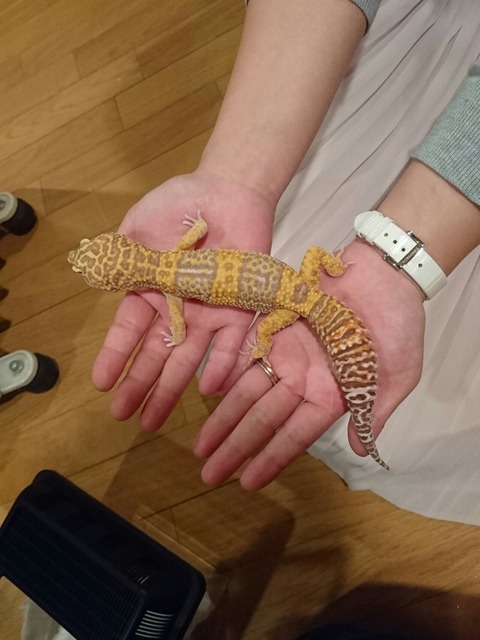 [画像:124f2b0b-s.jpg]