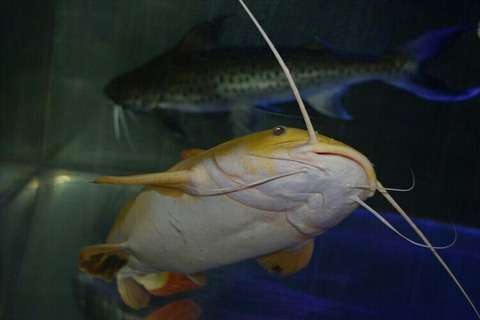 [画像:12d821ad-s.jpg]