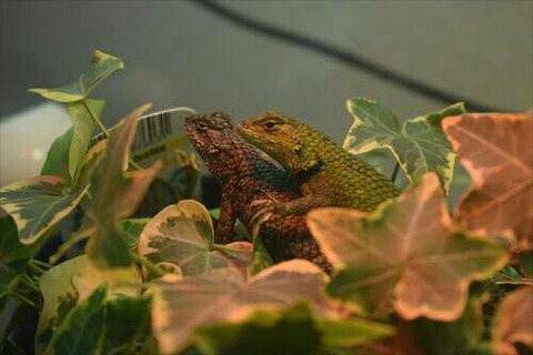 [画像:155c4601-s.jpg]