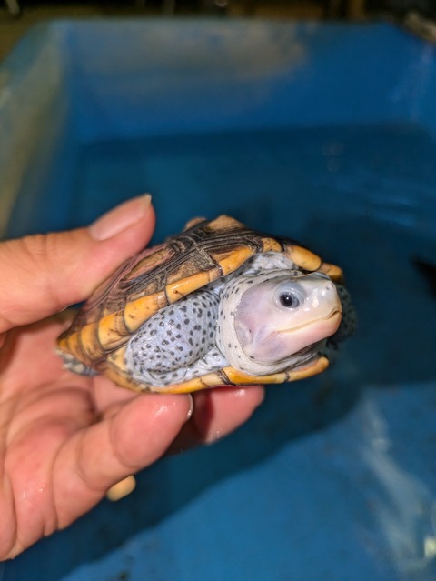 PXL_20240826_073730676