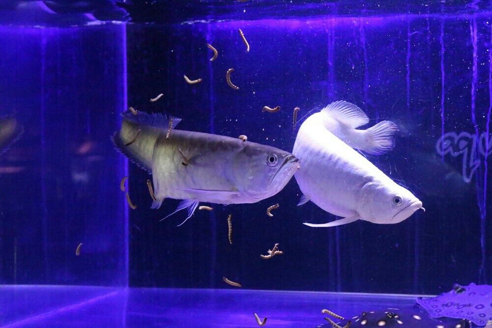 大型魚混泳水槽 Rio日記