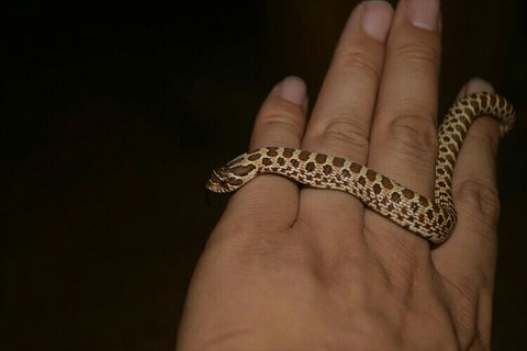 [画像:1950d434-s.jpg]