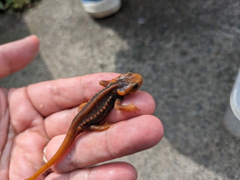 PXL_20240524_064322055