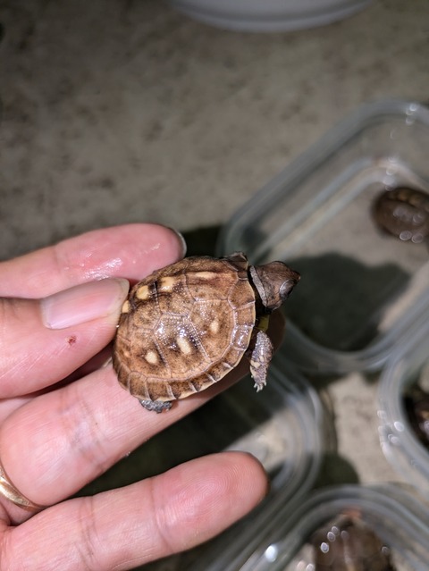 PXL_20240809_054045726