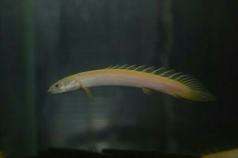 [画像:23fcdf36-s.jpg]