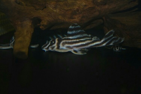 [画像:284f5162-s.jpg]