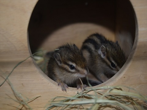 line_413707319985690