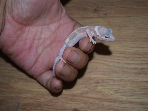 line_286688960136624