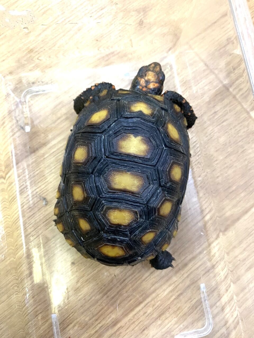 りくがめ 亀 リクガメ 陸亀 陸ガメ かめ かめさん かわいい リアル カメ