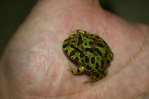 [画像:31085509-s.jpg]