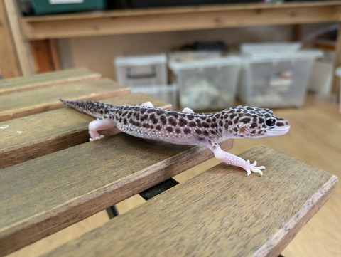 PXL_20240826_062322277