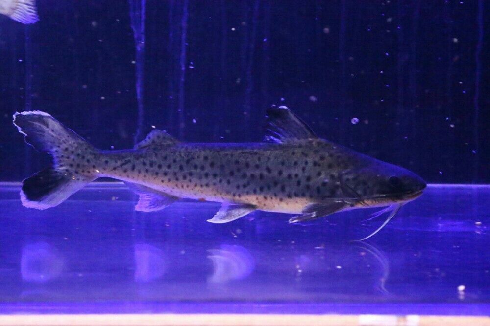 大型魚混泳水槽 Rio日記