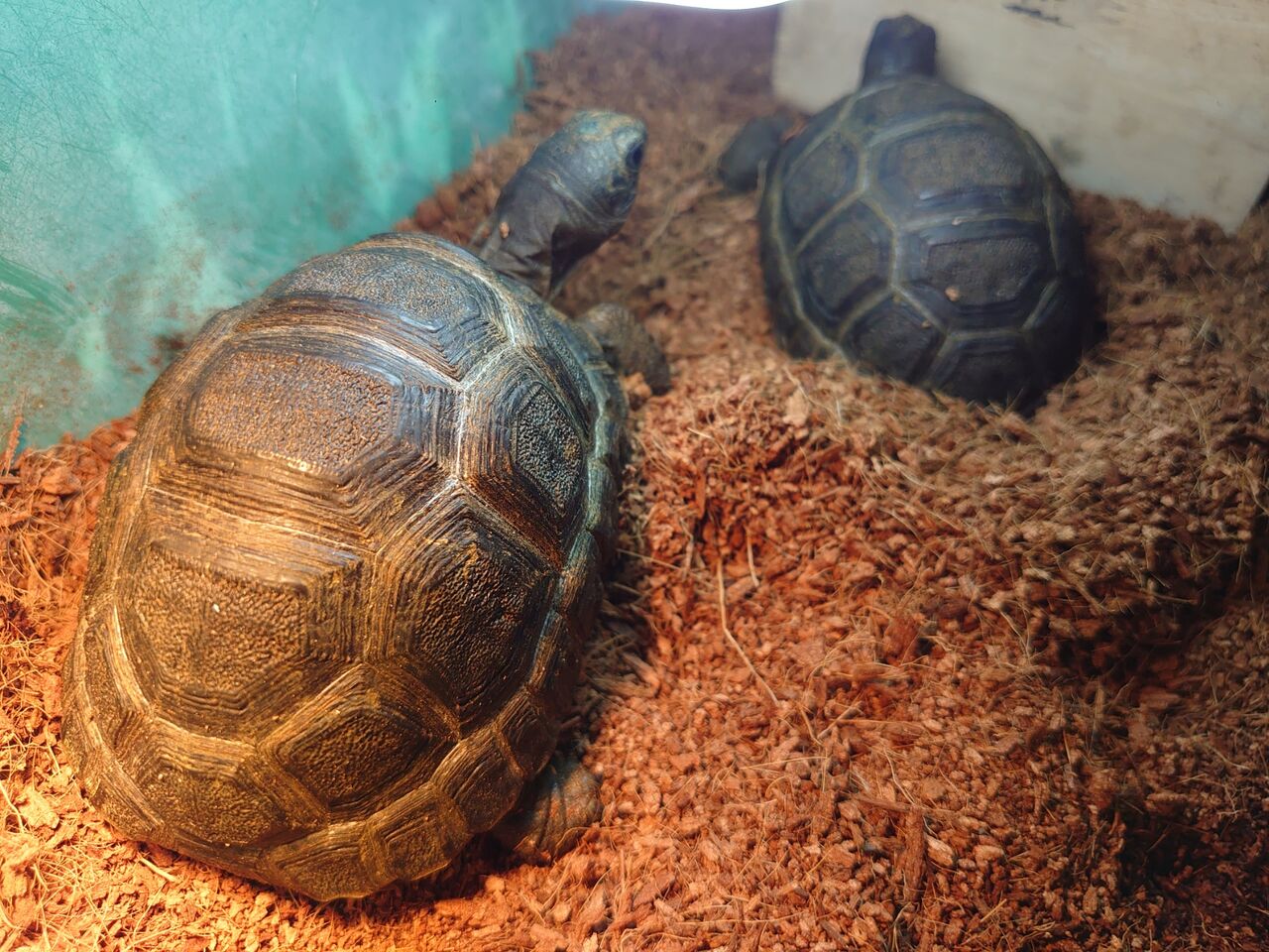 アルダブラゾウガメ 入荷 Rio日記 アルダブラゾウガメ 入荷 Rio日記