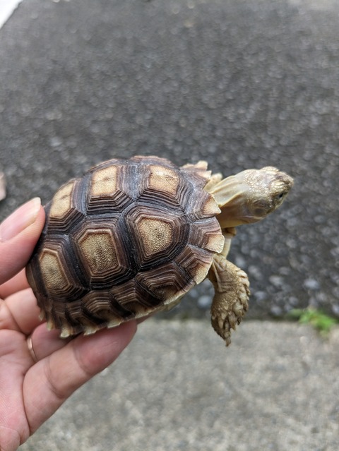 PXL_20240614_070606723