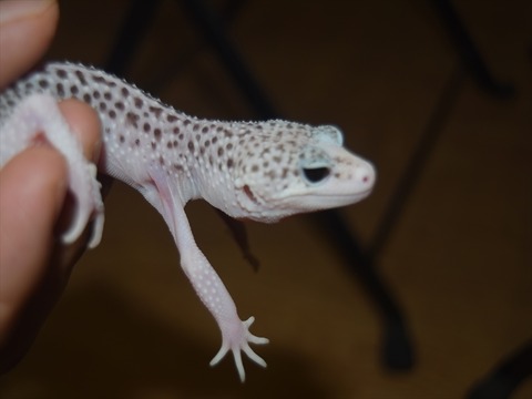 line_120403042153807