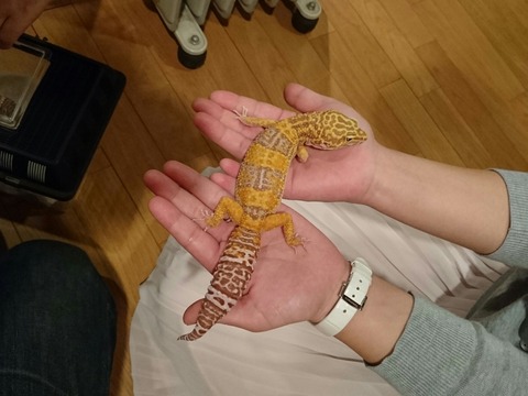 [画像:4284eb77-s.jpg]