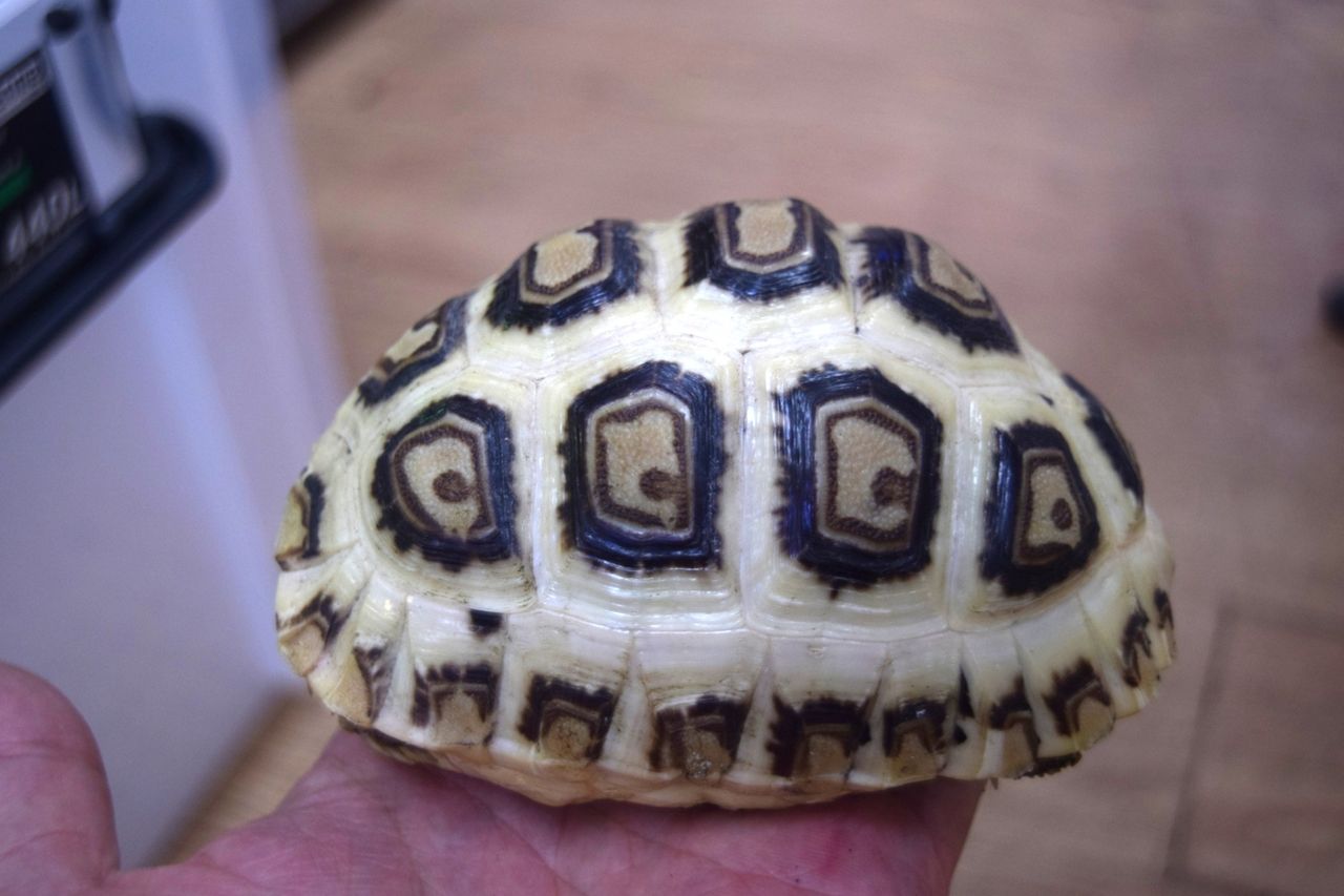 ソマリアヒョウモンリクガメ Rio日記