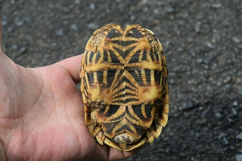 [画像:45fff3ea-s.jpg]