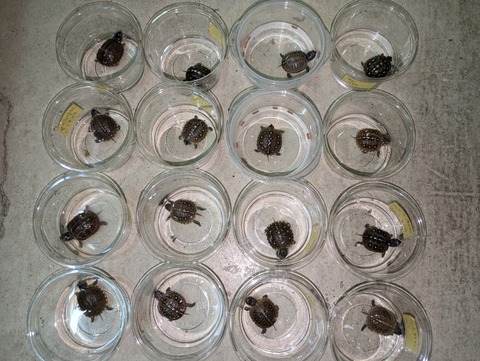 PXL_20240809_055110702