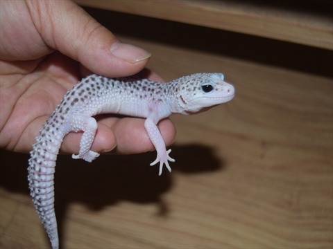 line_120400785785943