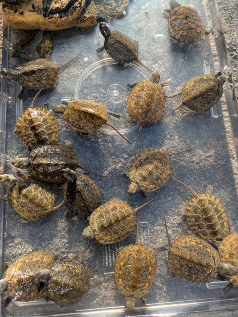 PXL_20241130_052939601